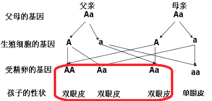 因此小李的父母准备再生一个孩子[九年级[生物(2)父母都是双眼皮