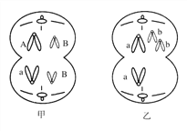 如图是一个基因型为aabb的精原细胞在减数分裂过程中产生的两个细胞