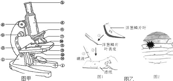 观察显微镜结构图并回答问题1写出图甲中能够控制镜筒升降